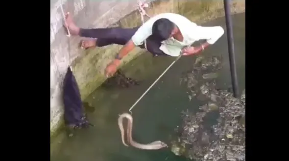 ببینید/  تصاویری رعب‌آور از نجات مار کبری از ته چاه