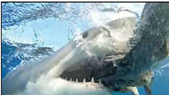 مرگ موج سوار میان آرواره های کوسه