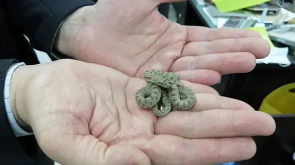 زنده گیری یک شتر مار در کرمان + عکس