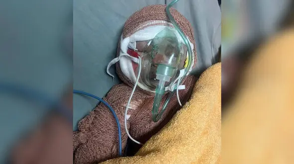 نجات معجزه‌آسای پدربزرگ رایان قاسمیان در حمله مرگبار + فیلم 