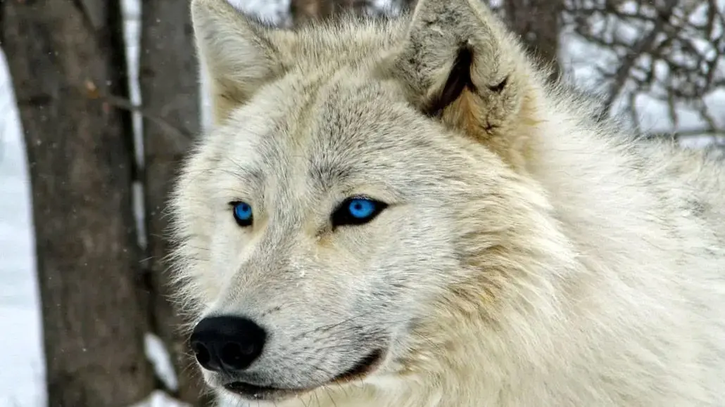 هشدار به ساکنان این شهر / مراقب گرگ های گرسنه باشید حمله گرگ ها