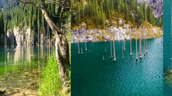 جنگلی که در دریاچه زیبا غرق شد +تصاویر 