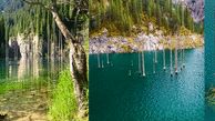 جنگلی که در دریاچه زیبا غرق شد +تصاویر 