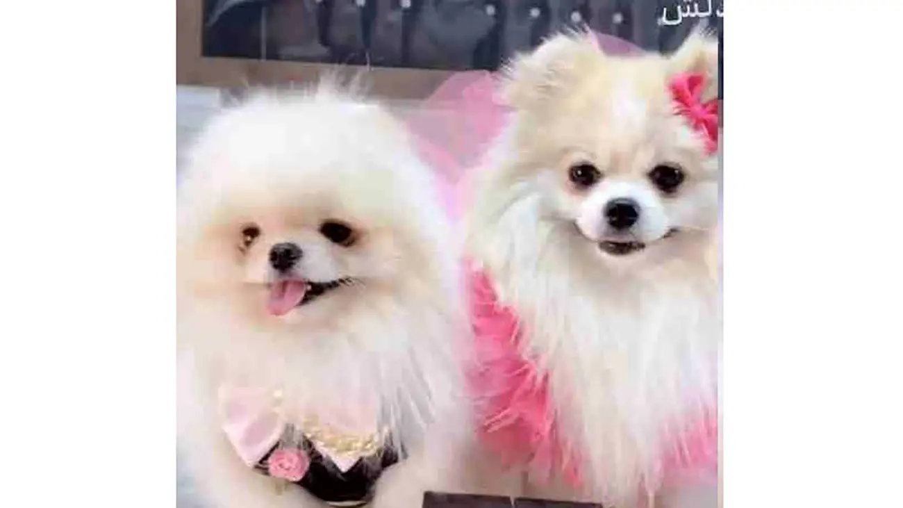 عکس ها / جشن عروسی میلیاردی برای ۲ سگ در تهران ! / از حلقه طلا و سرویس های طلای لاکچری تا آرایش خفن !