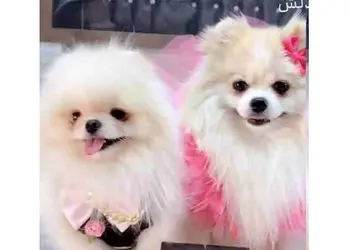 عکس ها / جشن عروسی میلیاردی برای 2 سگ در تهران ! / از حلقه طلا و سرویس های طلای لاکچری تا آرایش خفن !