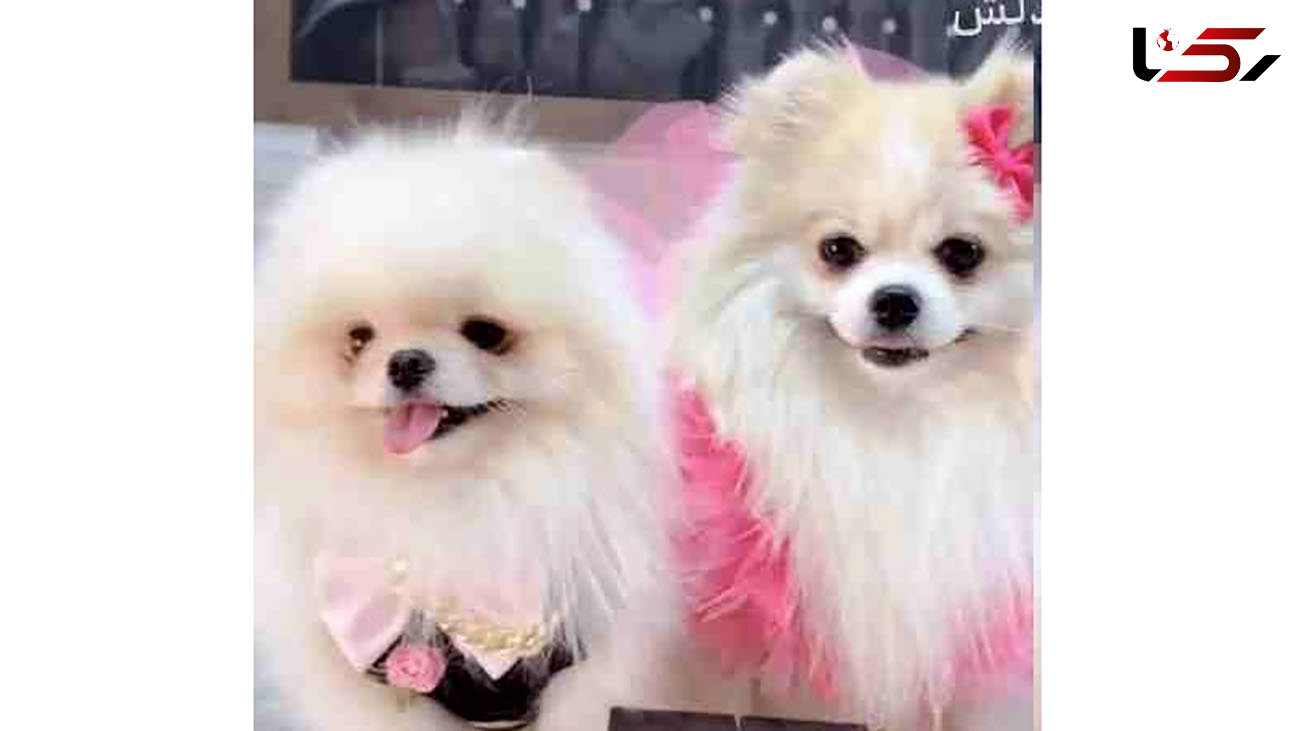 جشن عروسی میلیاردی برای 2 سگ در تهران! + عکس حلقه طلا و سرویس های لاکچری !