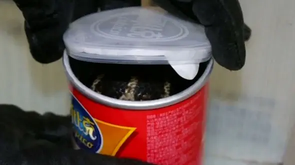 3 مار شاه کبرا در قوطی چیپس جاساز شده بود! +فیلم