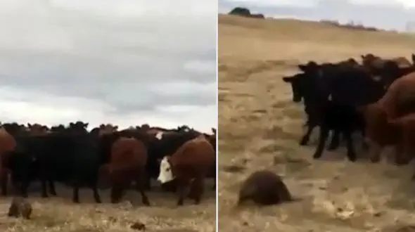 یک سگ آبی چوپان ۱۵۰  گاو شد! + فیلم دیدنی