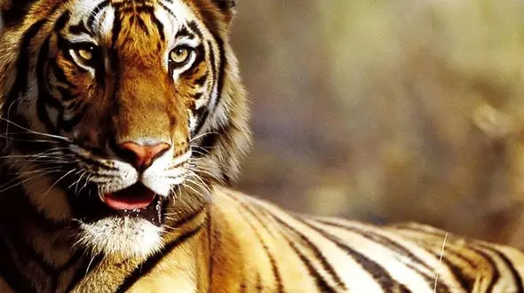 از بزرگ‌ترین گربه‌سان جهان تا تصاویری زیبا از دنیای حیوانات