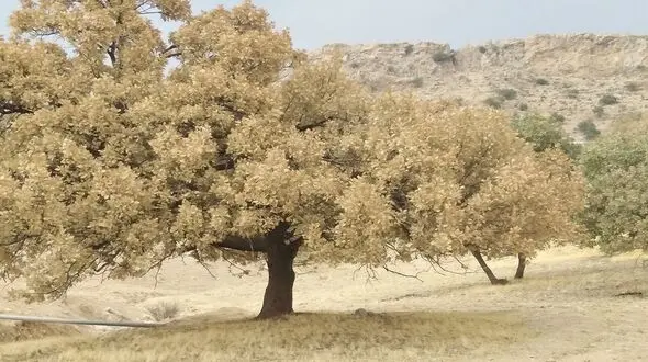 آسیب پروانه سفید به 41.5 هزار هکتار از جنگل های زاگرس / محلول بیولوژیک BT خطر بسیار کمی دارد  