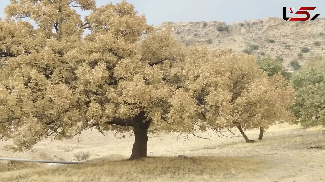 آسیب پروانه سفید به 41.5 هزار هکتار از جنگل های زاگرس / محلول بیولوژیک BT خطر بسیار کمی دارد  