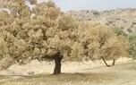 آسیب پروانه سفید به 41.5 هزار هکتار از جنگل های زاگرس / محلول بیولوژیک BT خطر بسیار کمی دارد  