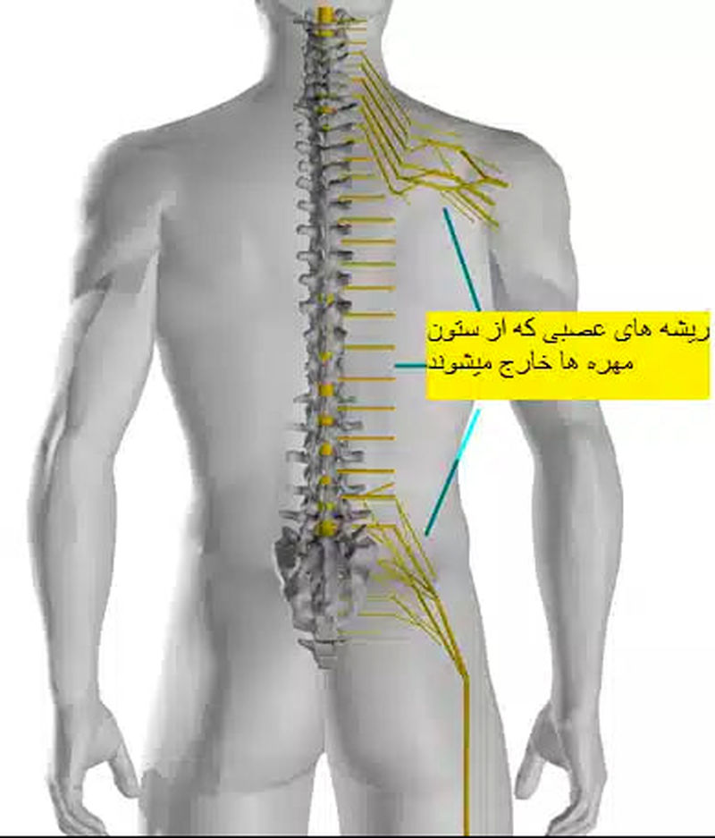 ریشه های عصبی