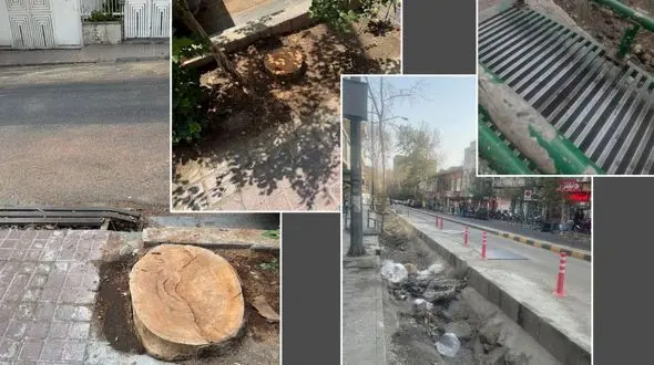 درختان شهر تهران در آستانه مرگ؛ مسئولیت شهرداری زیر سایه بی‌توجهی