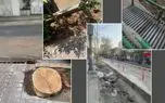 درختان شهر تهران در آستانه مرگ؛ مسئولیت شهرداری زیر سایه بی‌توجهی