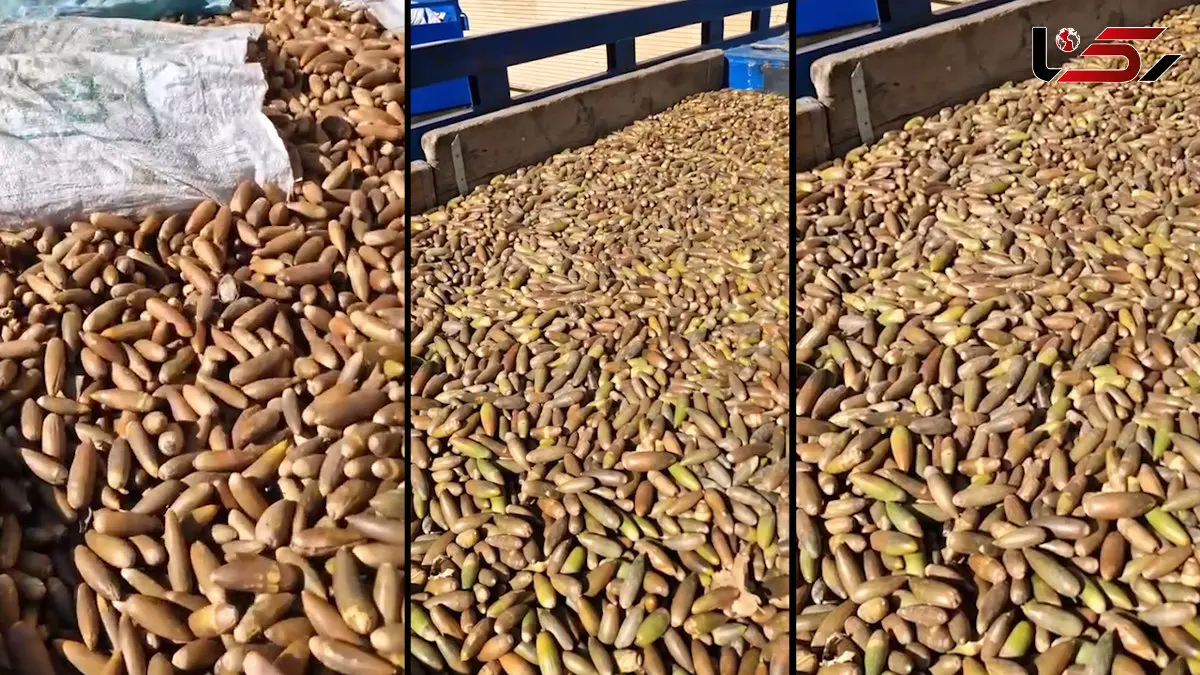 قاچاق گسترده بذر بلوط زاگرس در سمیرم لو رفت؛ سه نیسان پر از «آینده جنگل‌ها» توقیف شد + فیلم