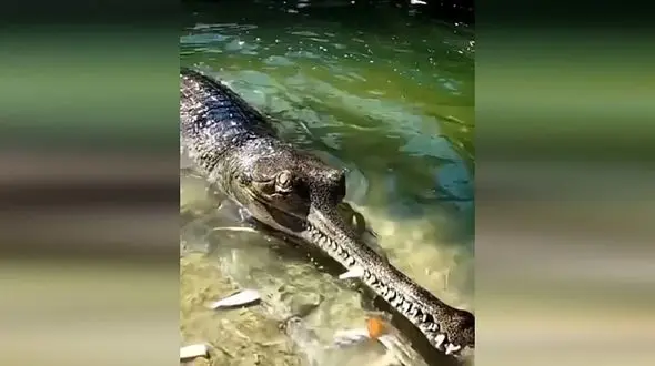 کمیاب ترین گونه‌ کروکودیل چیست؟ + فیلم