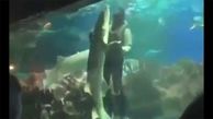 ببینید / حرکت باورنکردنی یک مرد با کوسه . بغل کردن شکارچی بی‌رحم و رقص زیر آب