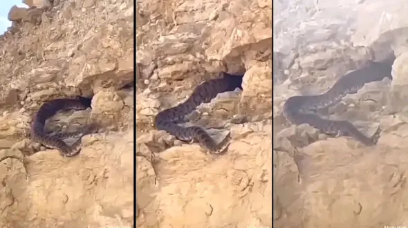 فیلم بزرگترین و ترسناکترین مار جهان در ایران / هشدار به کوهنوردان بویراحمد !