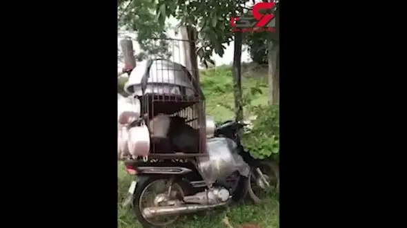 نجات سگ‌ها از قفس یک قصاب + فیلم 