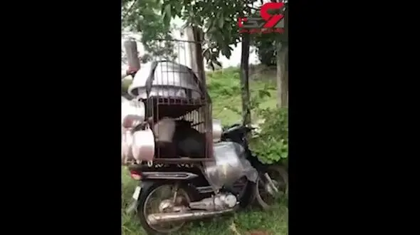 نجات سگ‌ها از قفس یک قصاب + فیلم 