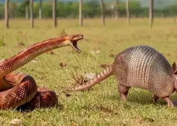 فیلم/ مستند حیات وحش؛ ستیز سبعانه موریانه خور و مار برای بقا