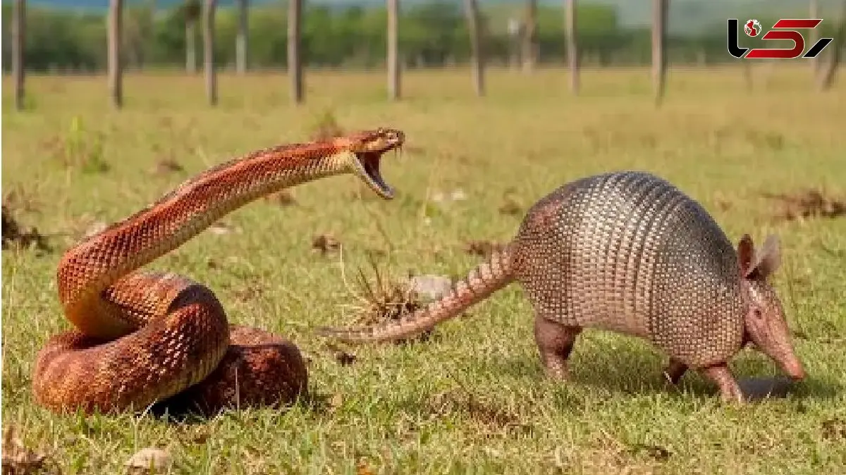 فیلم/ مستند حیات وحش؛ ستیز سبعانه موریانه خور و مار برای بقا