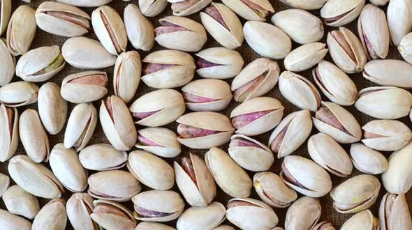 سیل باغات پسته رفسنجان را تخریب کرد