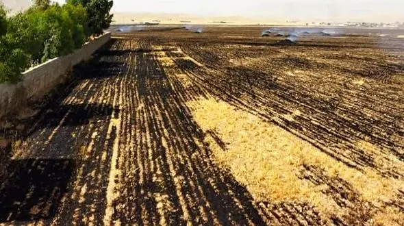 کشاورزان ایذه شوکه شدند/ سوختن زمین‌های کشاورزی ایذه 