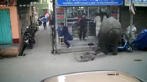 فیلم حمله فیل عصبانی به مردم در خیابان / همه وحشت کردند