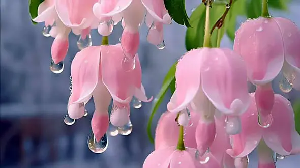 فال روز تولد + فیلم