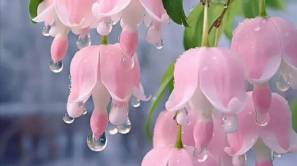 فال ارمنی دوشنبه 21 اسفندماه 1402 / فیلم