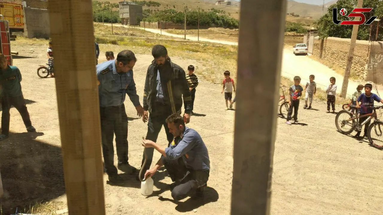 وحشت خانواده همدانی از مار سمی 