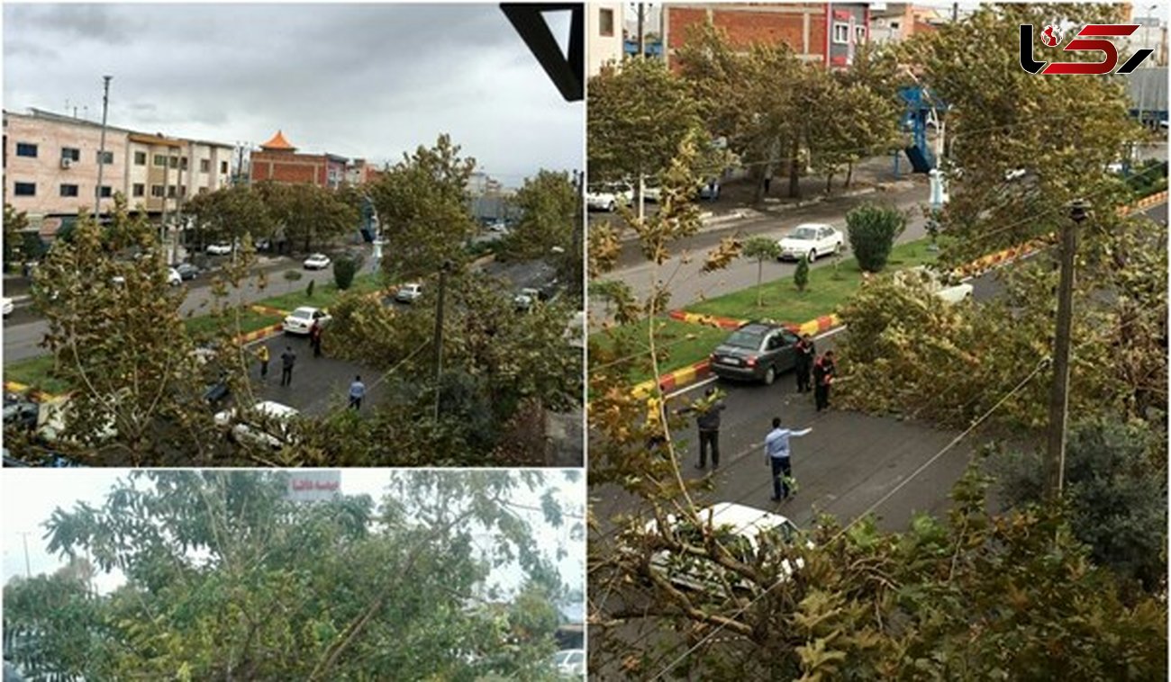 سقوط درختان براثر طوفان در آمل/ قطعی برق برخی مناطق+ عکس