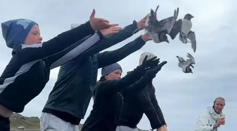  طوطی دریایی