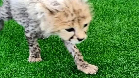 «پیروز» نام آخرین بازمانده از پسران «ایران» + فیلم 