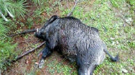 شکارچی3 قلاده گراز در چرام به دام افتاد