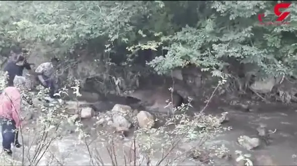 نجات مرال زخمی در سوادکوه + فیلم