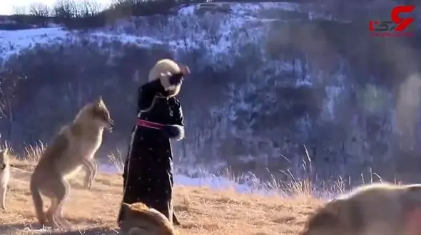 این دو زن در میان 13 گرگ زندگی می کنند !+فیلم