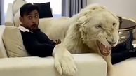 ببینید / غرش وحشتناک یک شیر وحشی در آغوش یک مرد وسط خانه ! + فیلم 
