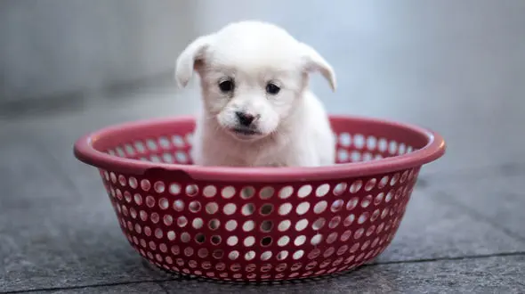 کشف آنتی‌بادی در خون سگ