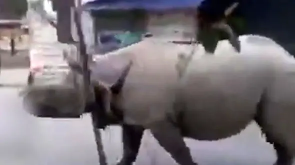 جولان اسب آبی در خیابان نپال + فیلم