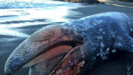 مرگ مرموز 20 نهنگ خاکستری + عکس
