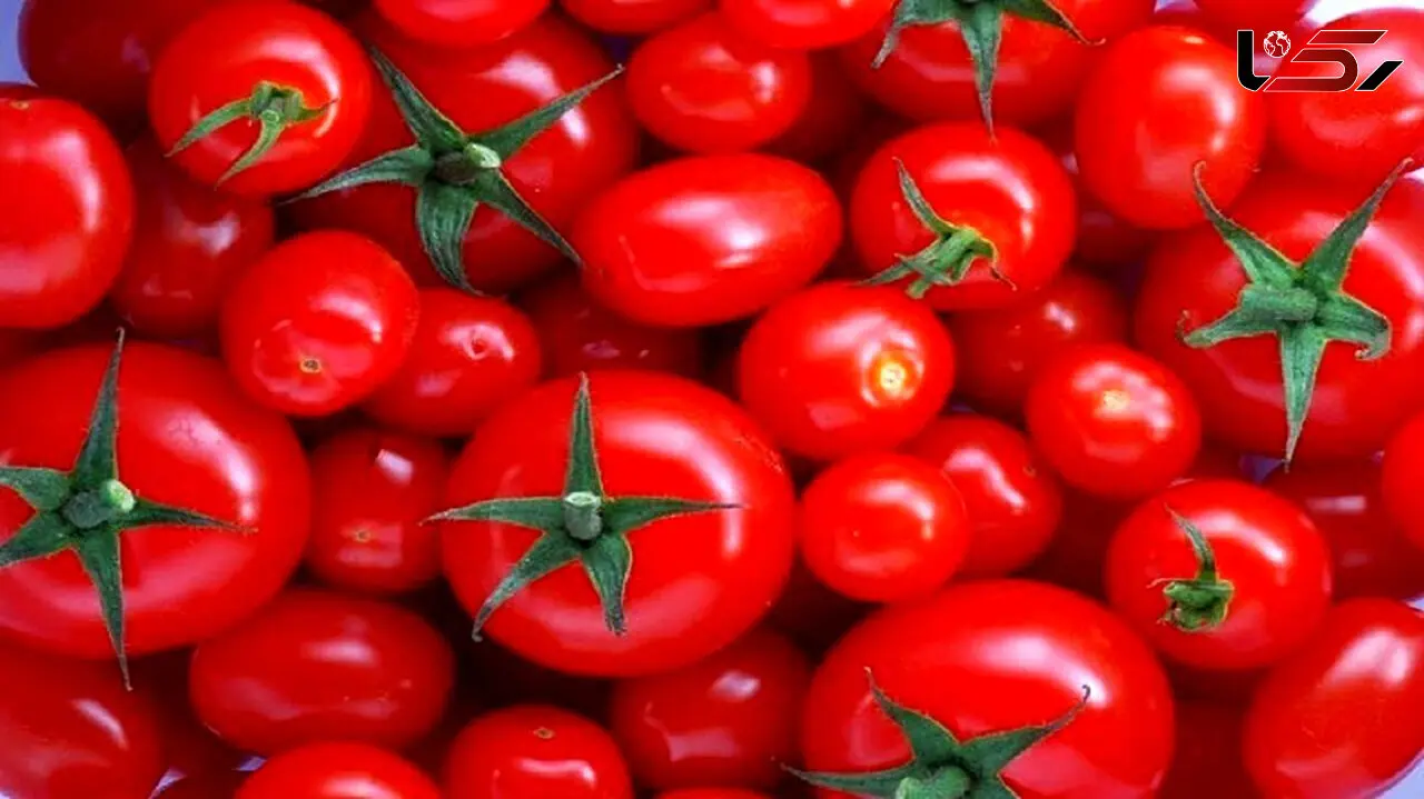 نکات طلایی در انتخاب گوجه فرنگی مناسب + فیلم