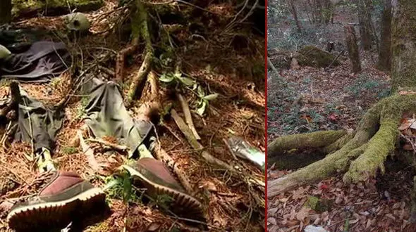 جنگلی با ارواح نا آرام / اینجا چرا جنگل خودکشی نامیده می شود+ عکس