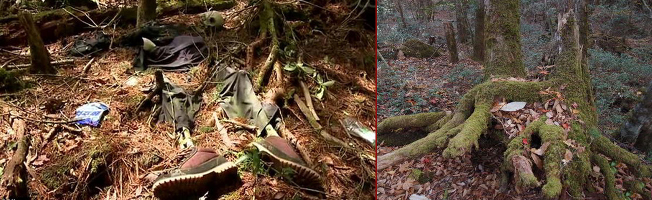جنگلی با ارواح نا آرام / اینجا چرا جنگل خودکشی نامیده می شود+ عکس