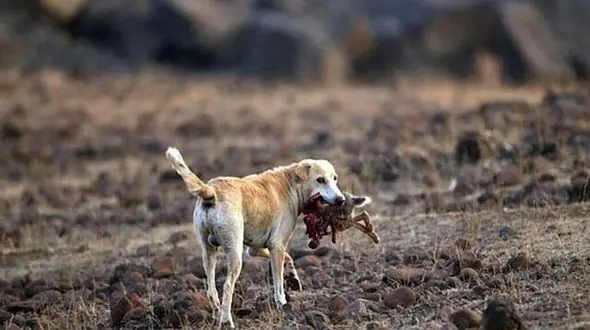 حمله سگ به تکنسین اداره دامپزشکی شوشتر