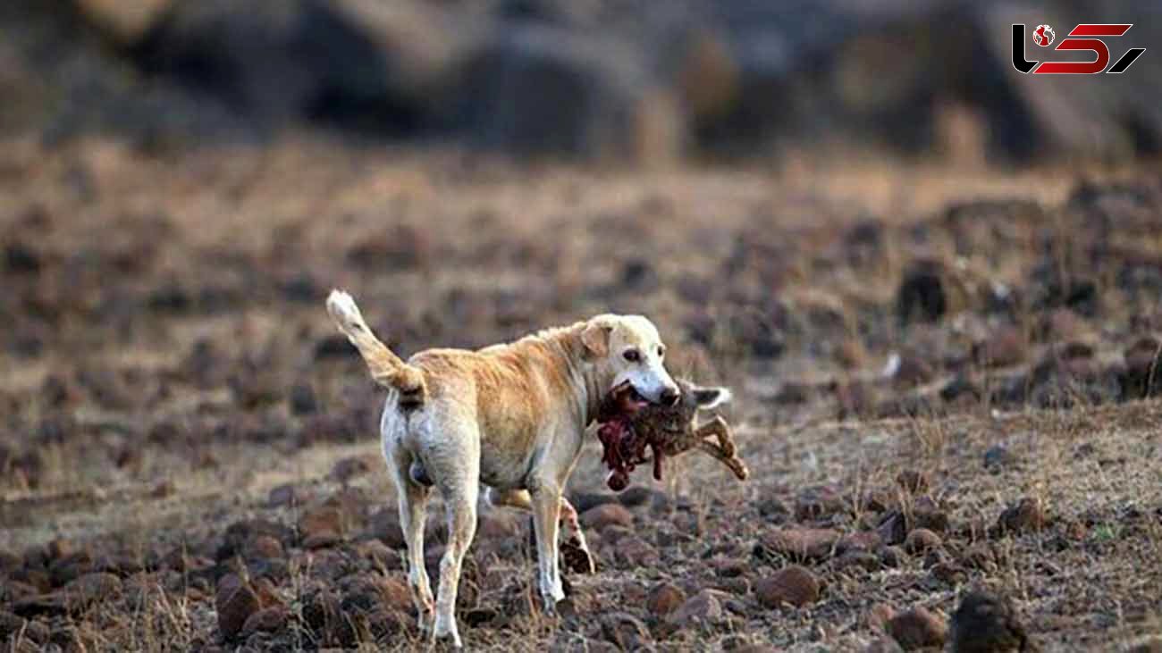 شکارهای ممنوعه سگ گله برای دامدار ! / این مرد بازداشت می شود 