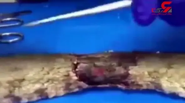 مار افعى گرزه‌ای، قربانى حضور سگ‌هاى رها شده در طبیعت + فیلم 