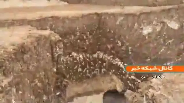 کشف پیکر زن دوره اشکانی در مازندران /  دفن‌شده با ۴۵ هدیه + فیلم